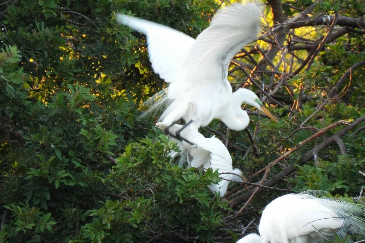 Venice Area Audubon Society