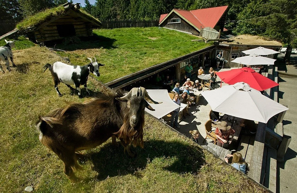 Old Country Market - Goats on Roof