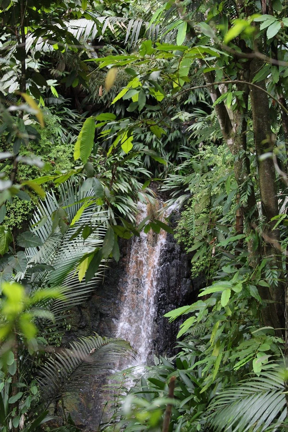 Tobago Forest Reserve