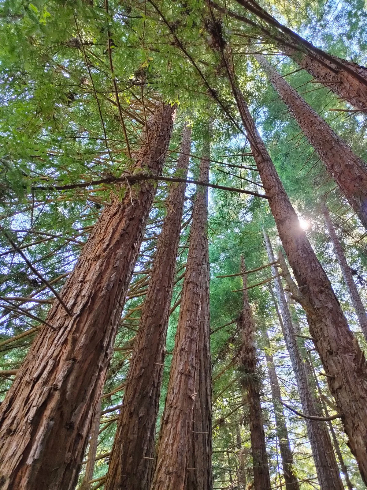 Forest of Nisene Marks State Park