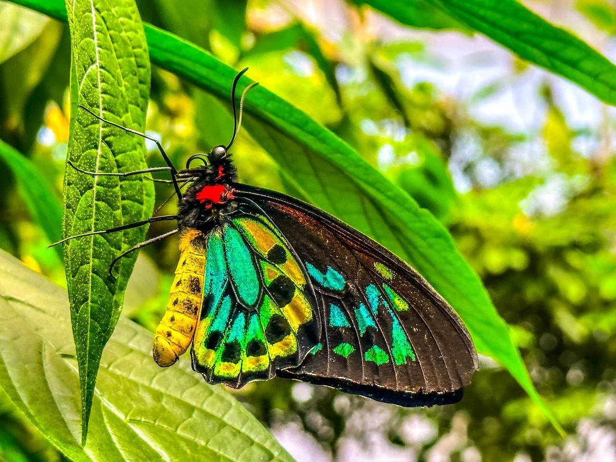 Magic Wings Butterfly Conservatory and Gardens