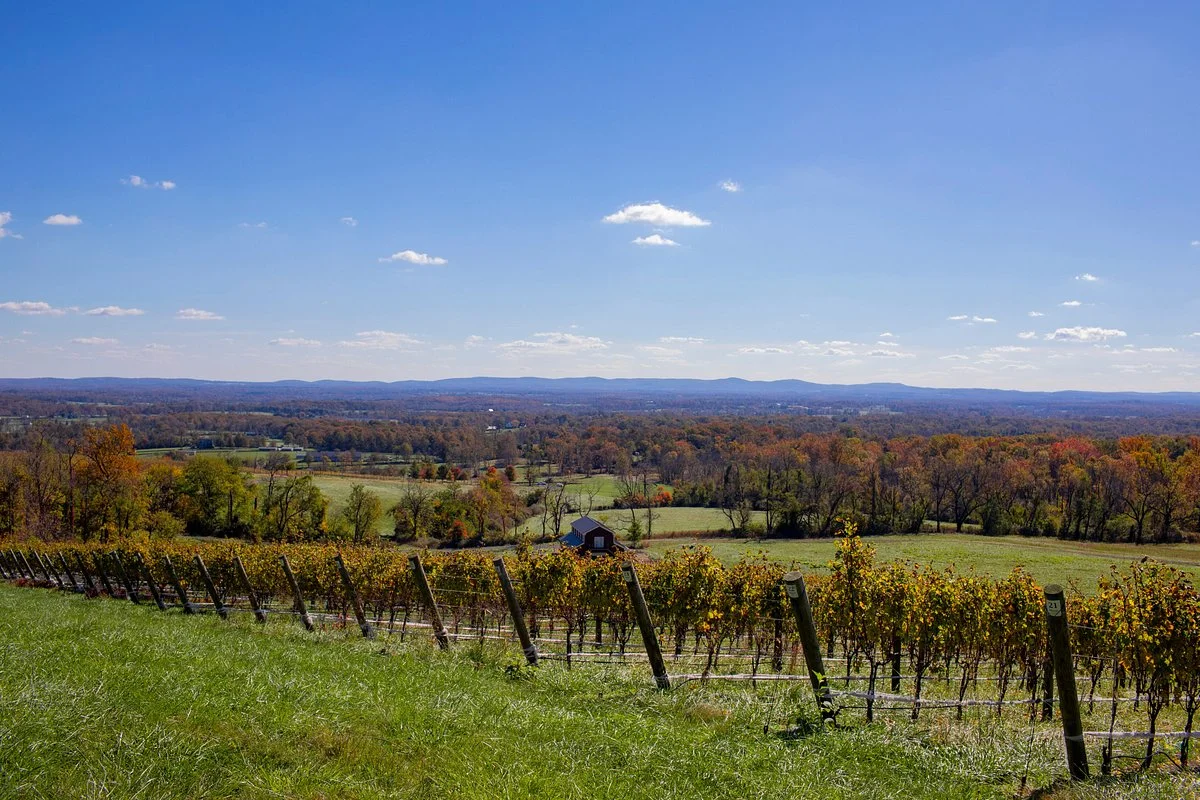 The Vineyards & Winery at Lost Creek