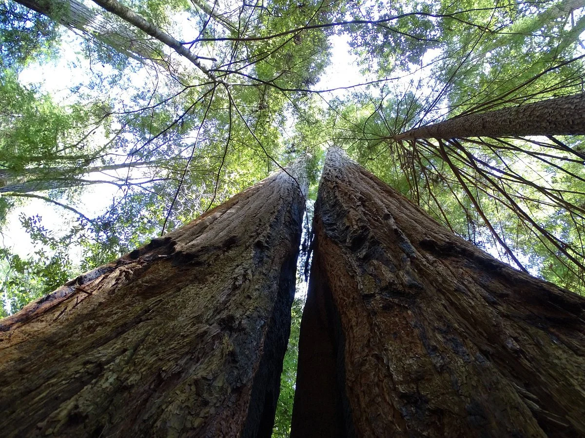 Tall Trees Grove