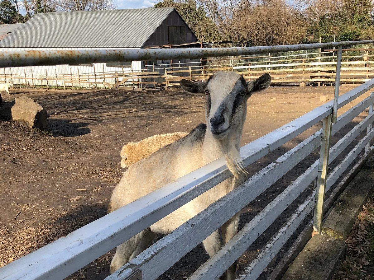 Daisen Tom-Sawyer Pasture