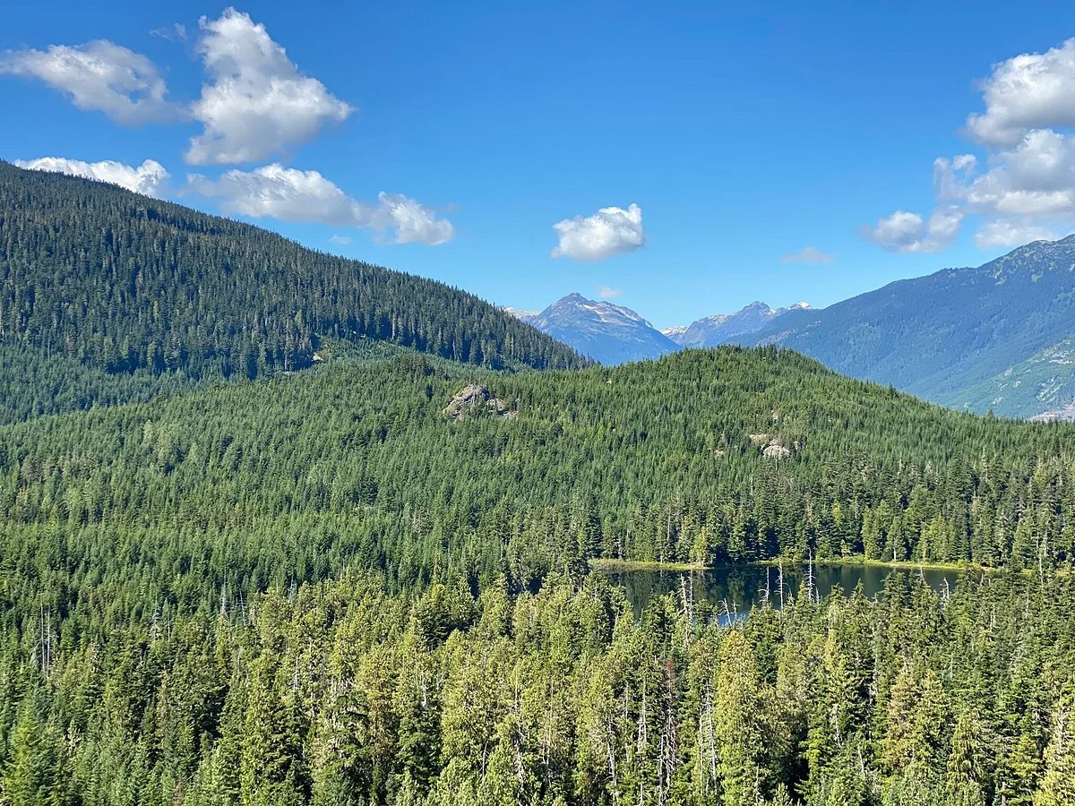 Ancient Cedars Trail