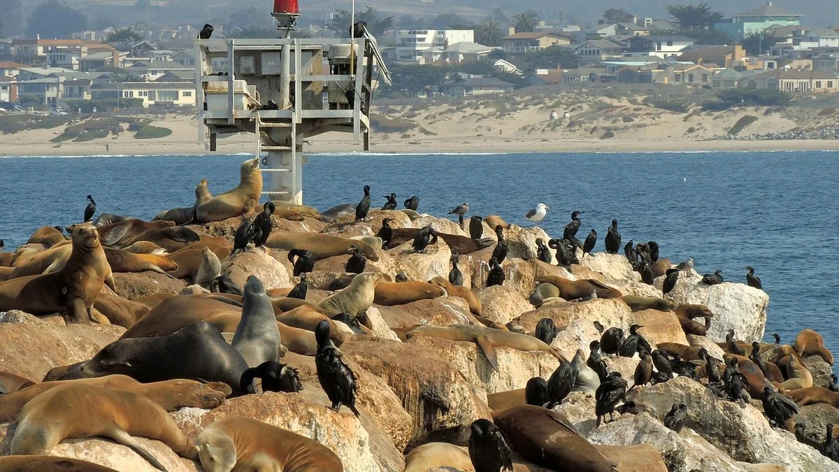 Coast Guard Pier