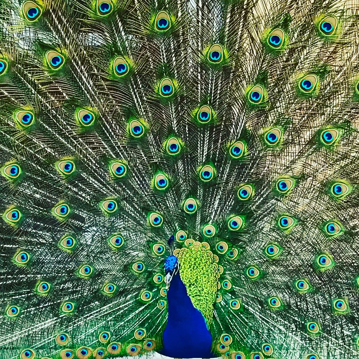 Lincoln Children's Zoo