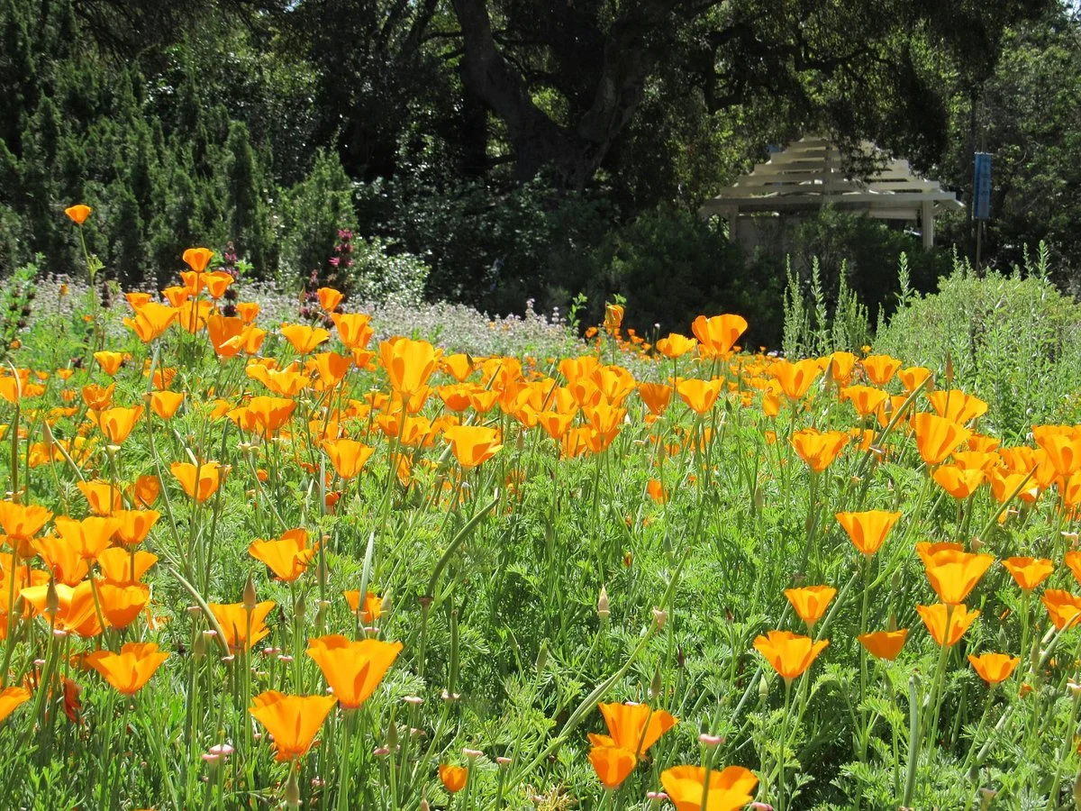 Santa Barbara Botanic Garden