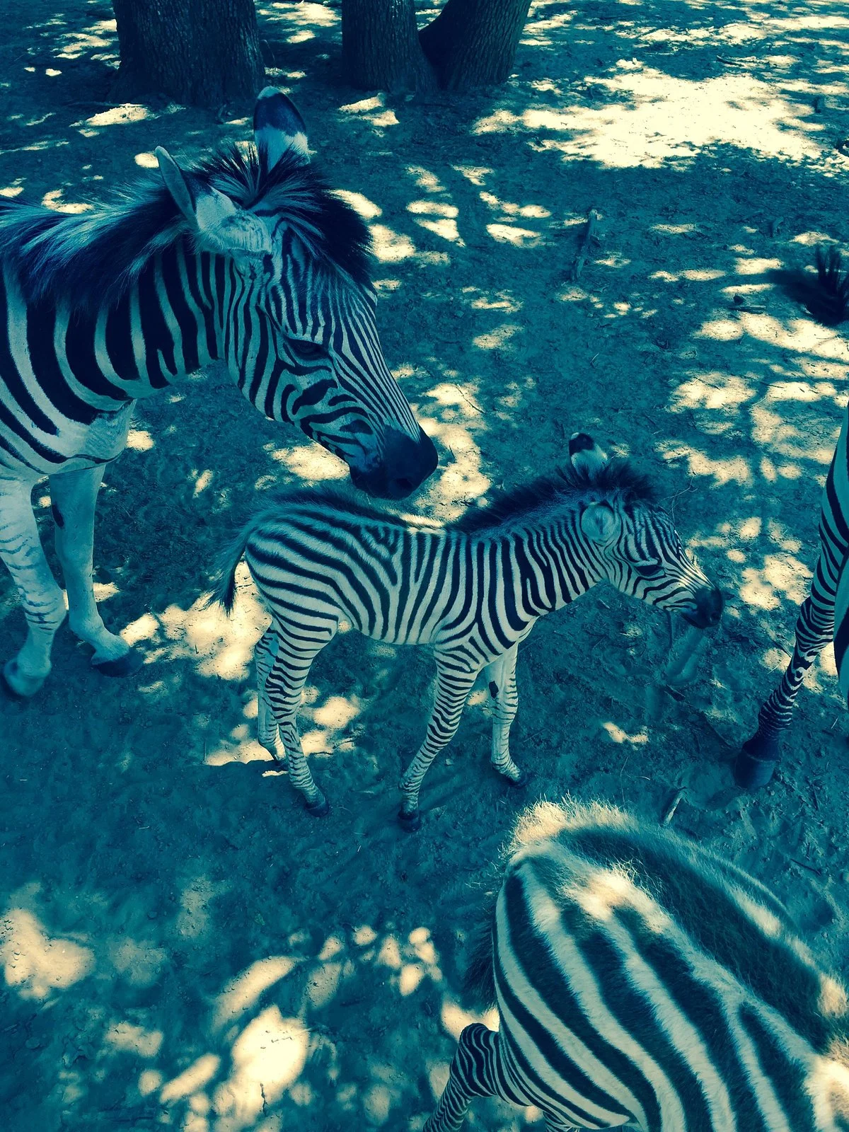 Sharkarosa Wildlife Ranch