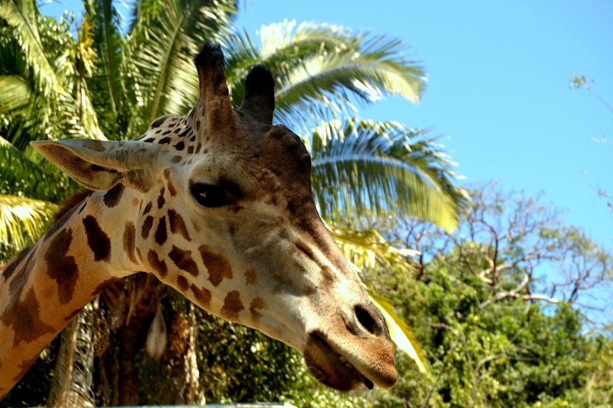 Zoologico de Vallarta