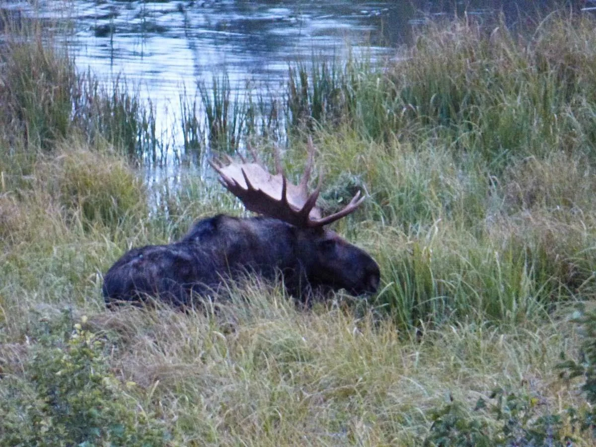 Moose Wilson Road