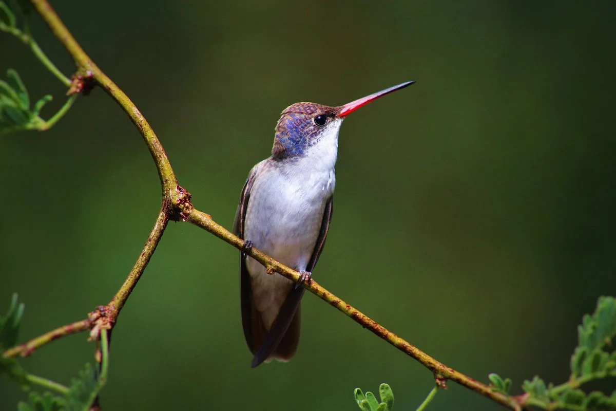 Tucson Audubon's Paton Center for Hummingbirds