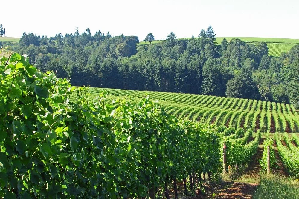 Sokol Blosser Tasting Room & Winery