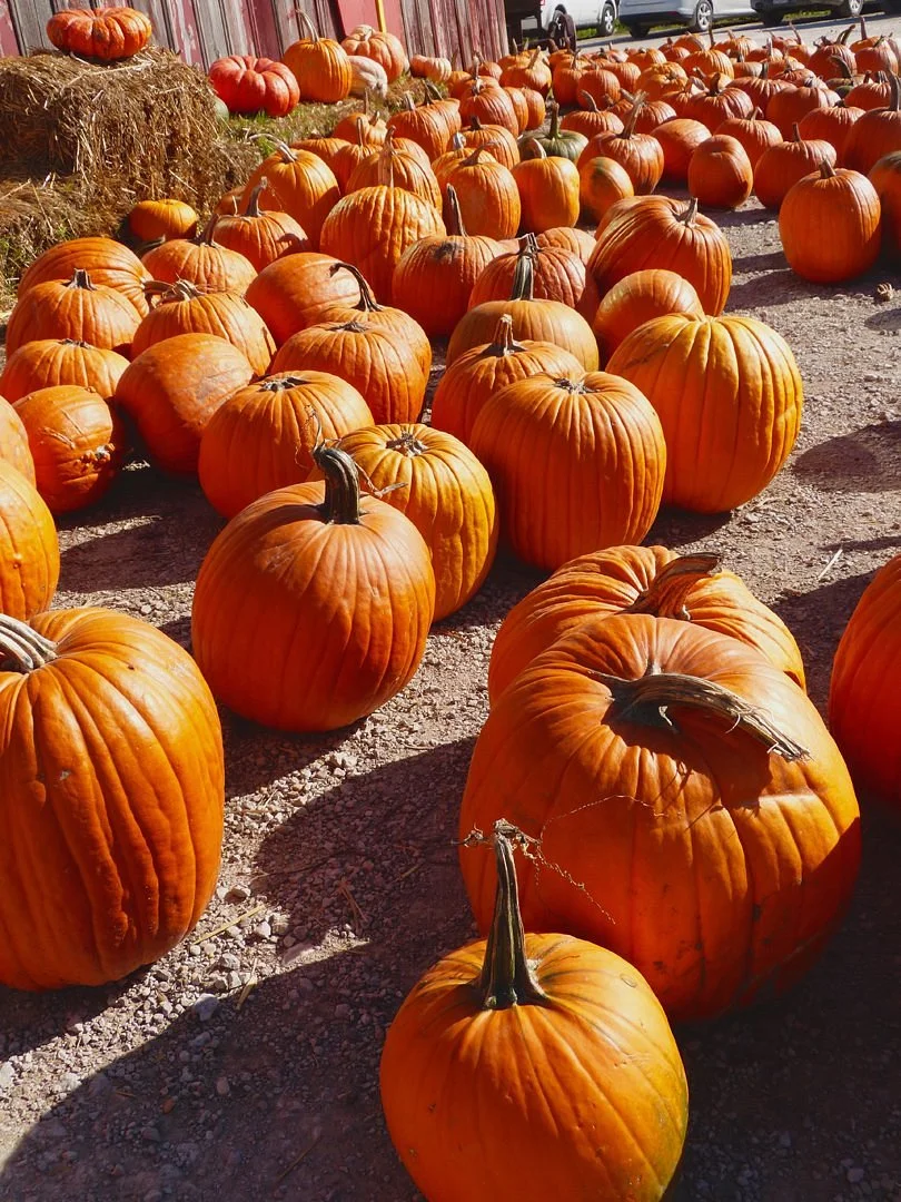 Wilson Orchard
