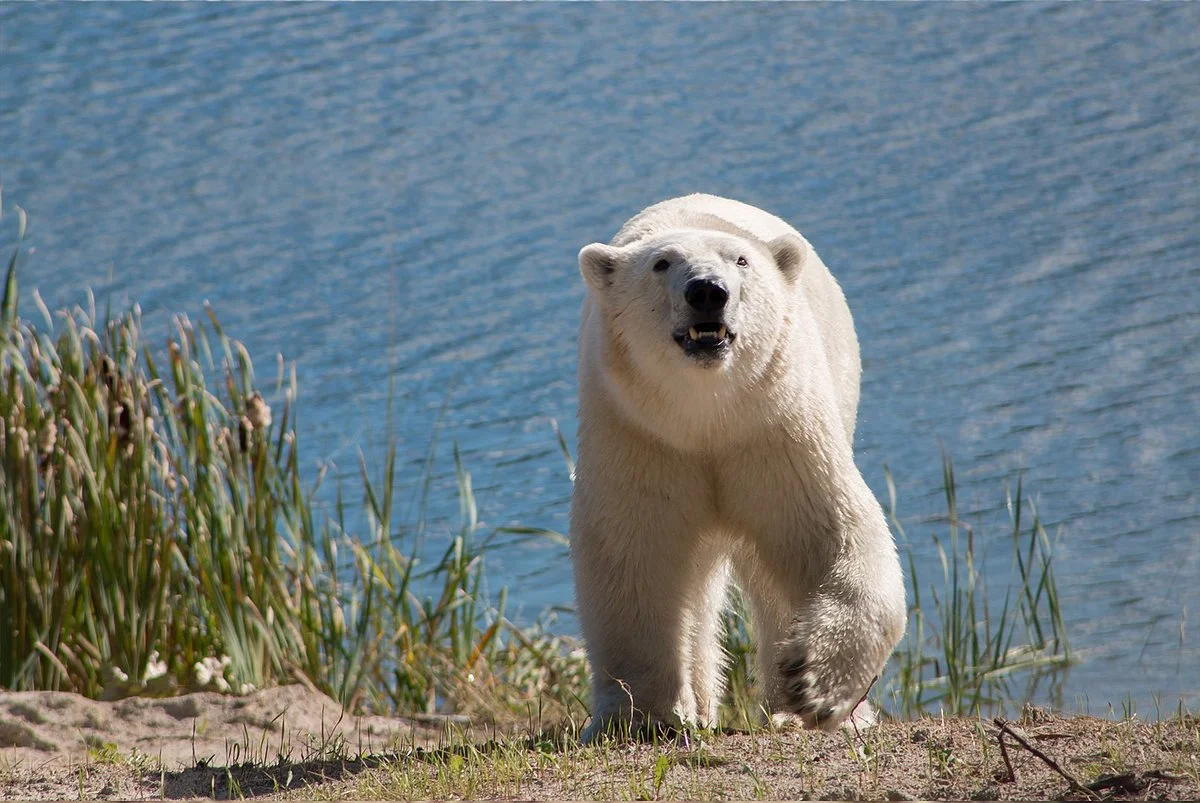 Cochrane Polar Bear Habitat