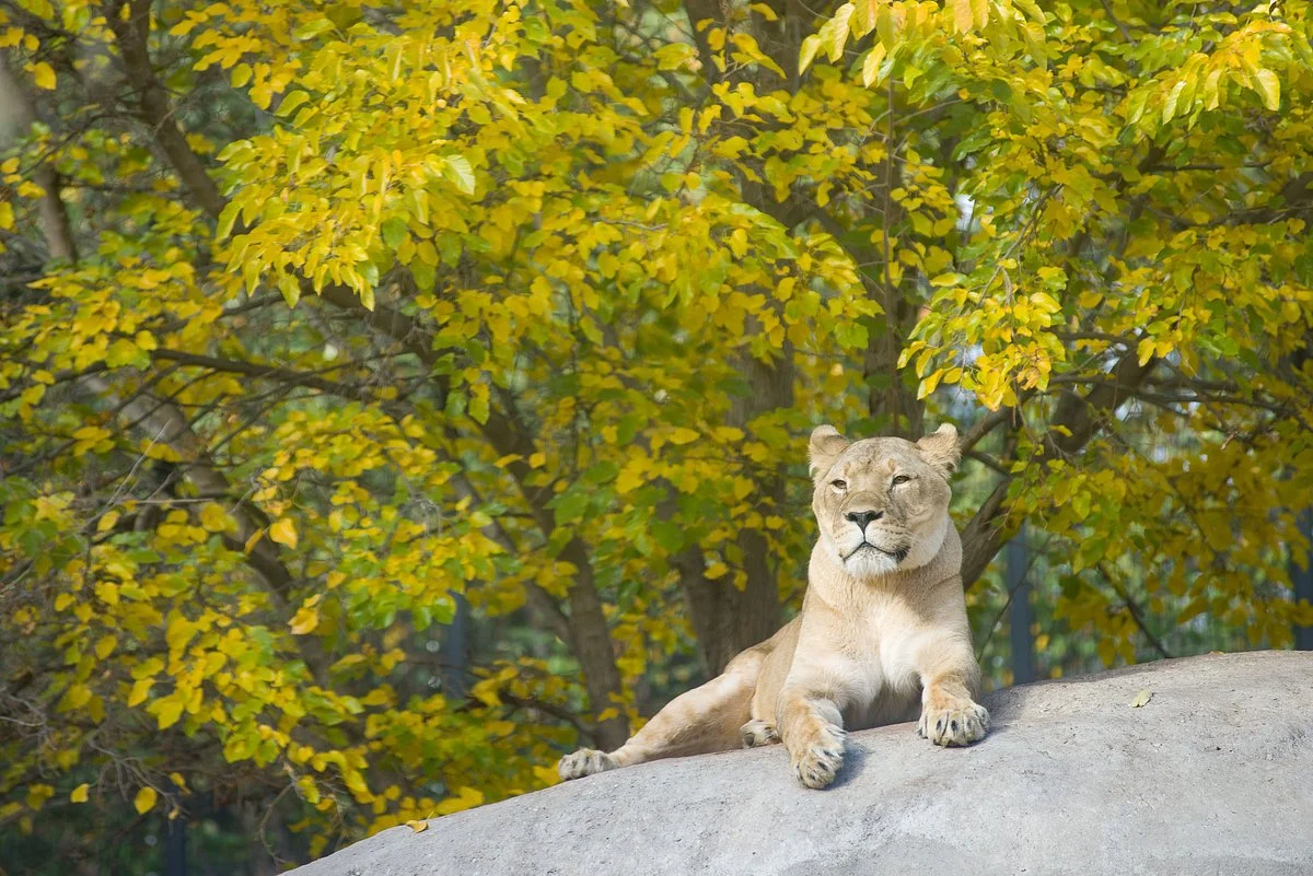 Pueblo Zoo