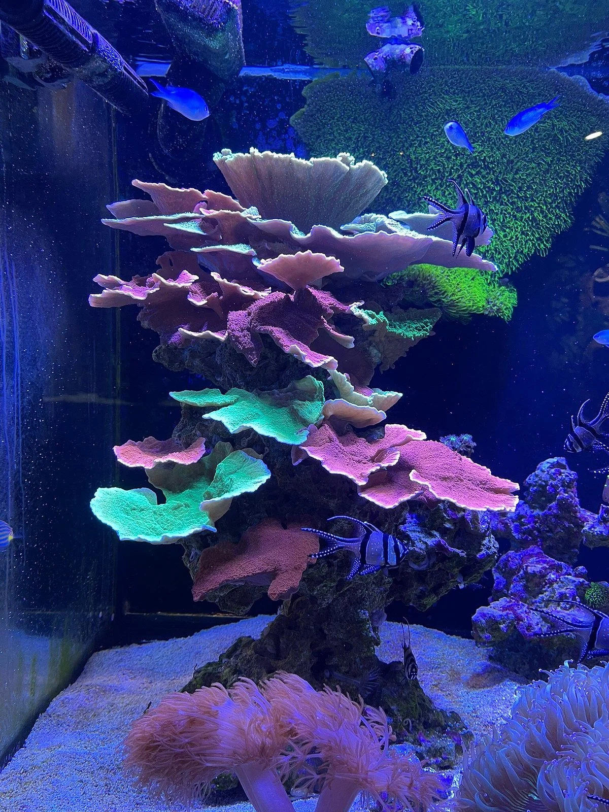 Electric City Aquarium & Reptile Den