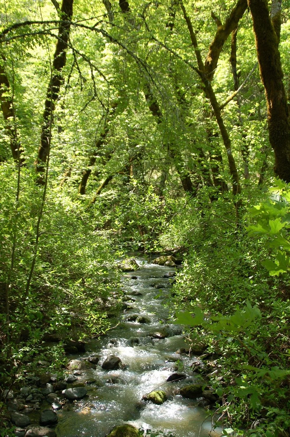 Bothe-Napa State Park