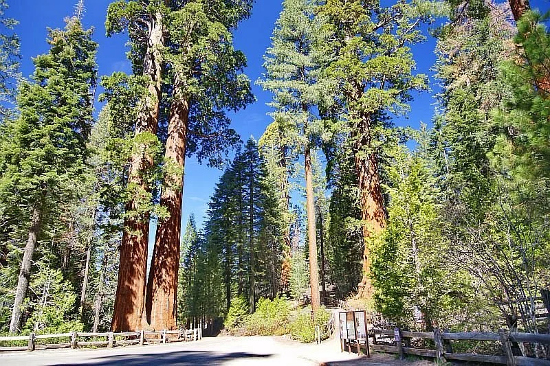 Grant Grove