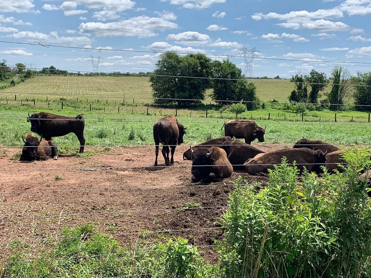 Readington River Buffalo Farm