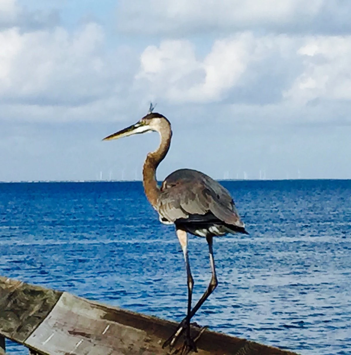 Laguna Madre Nature Trail