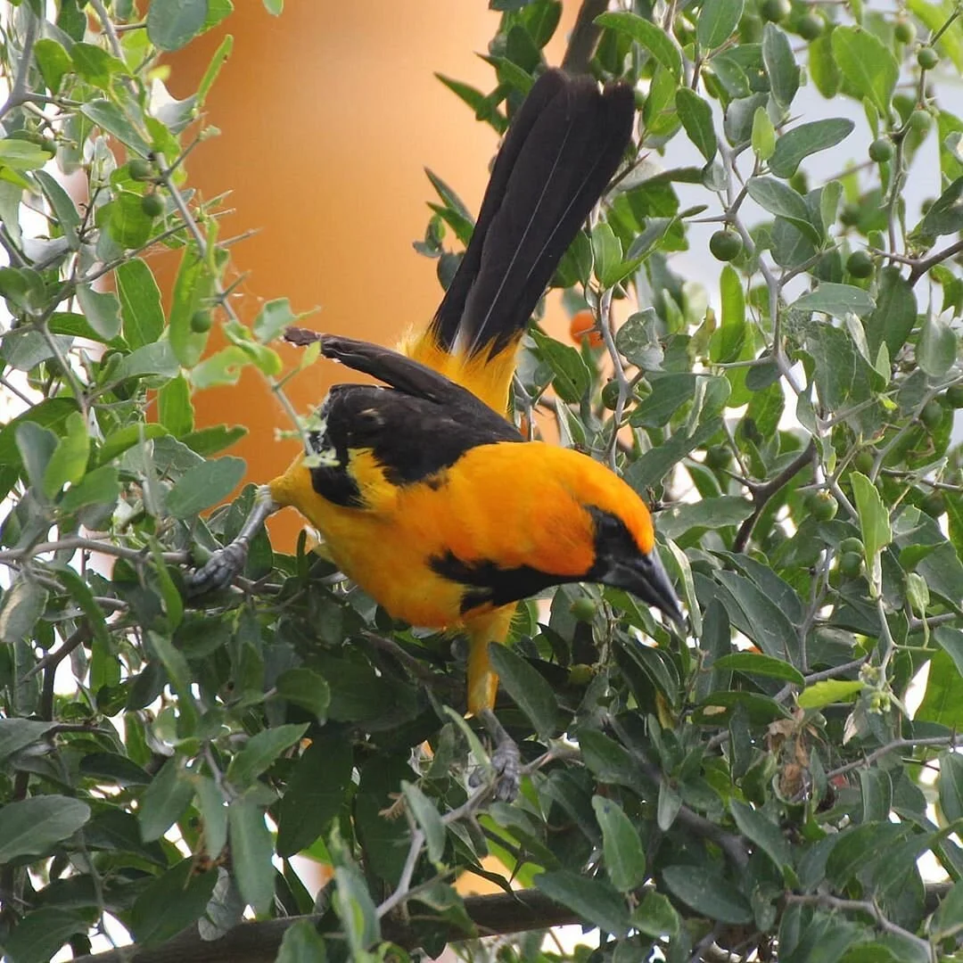 Rio Grande Valley