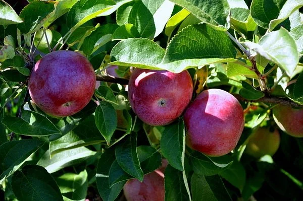 Archibald Orchards & Estate Winery