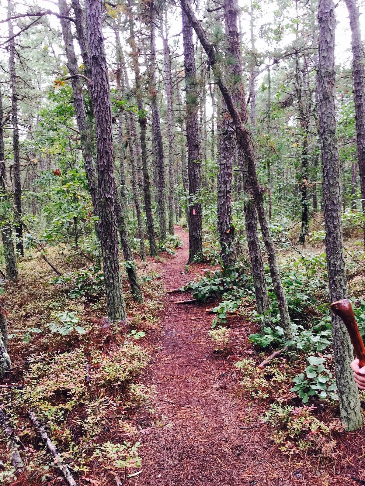 Pine Barrens' Wharton State Forest