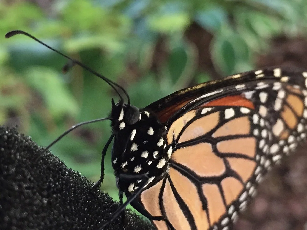 All-A-Flutter Butterfly Farm