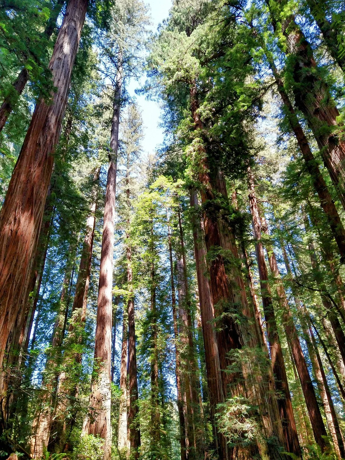 Stout Grove