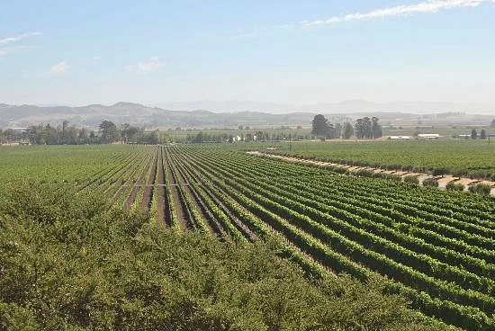 Gloria Ferrer Caves & Vineyards