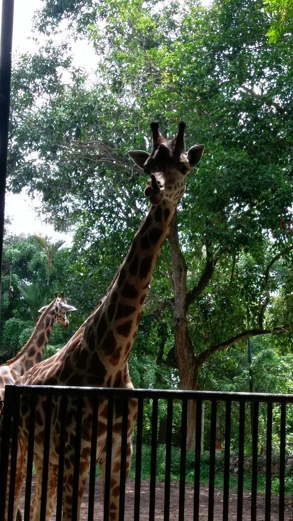 Malacca Zoo
