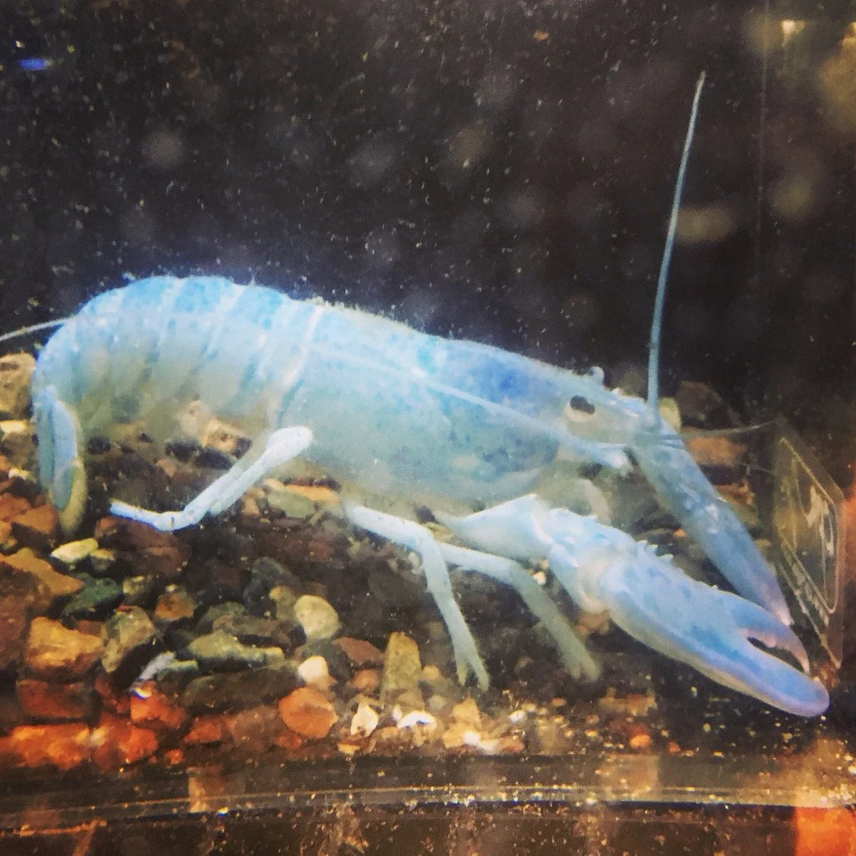 Maine State Aquarium