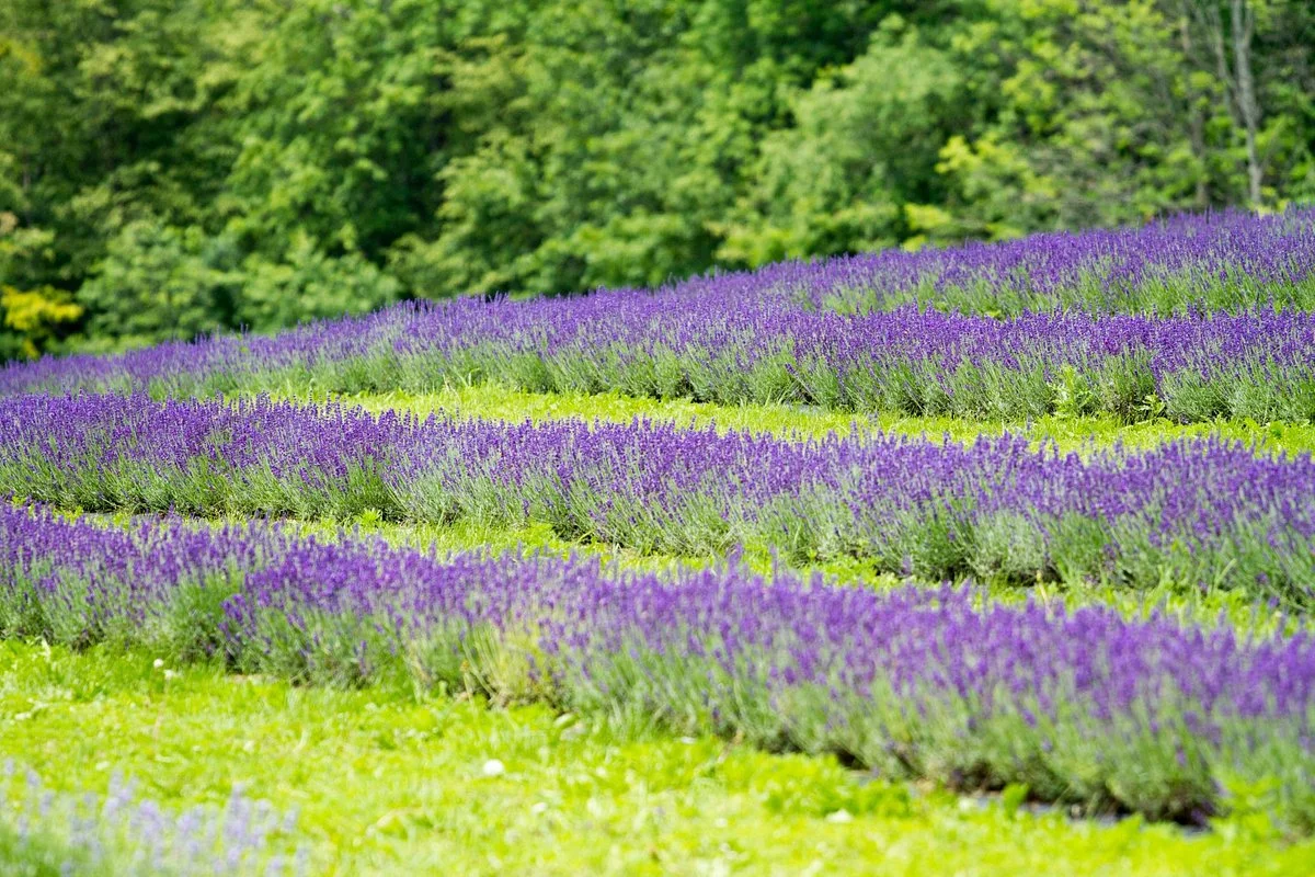 Terre Bleu Lavender Farm