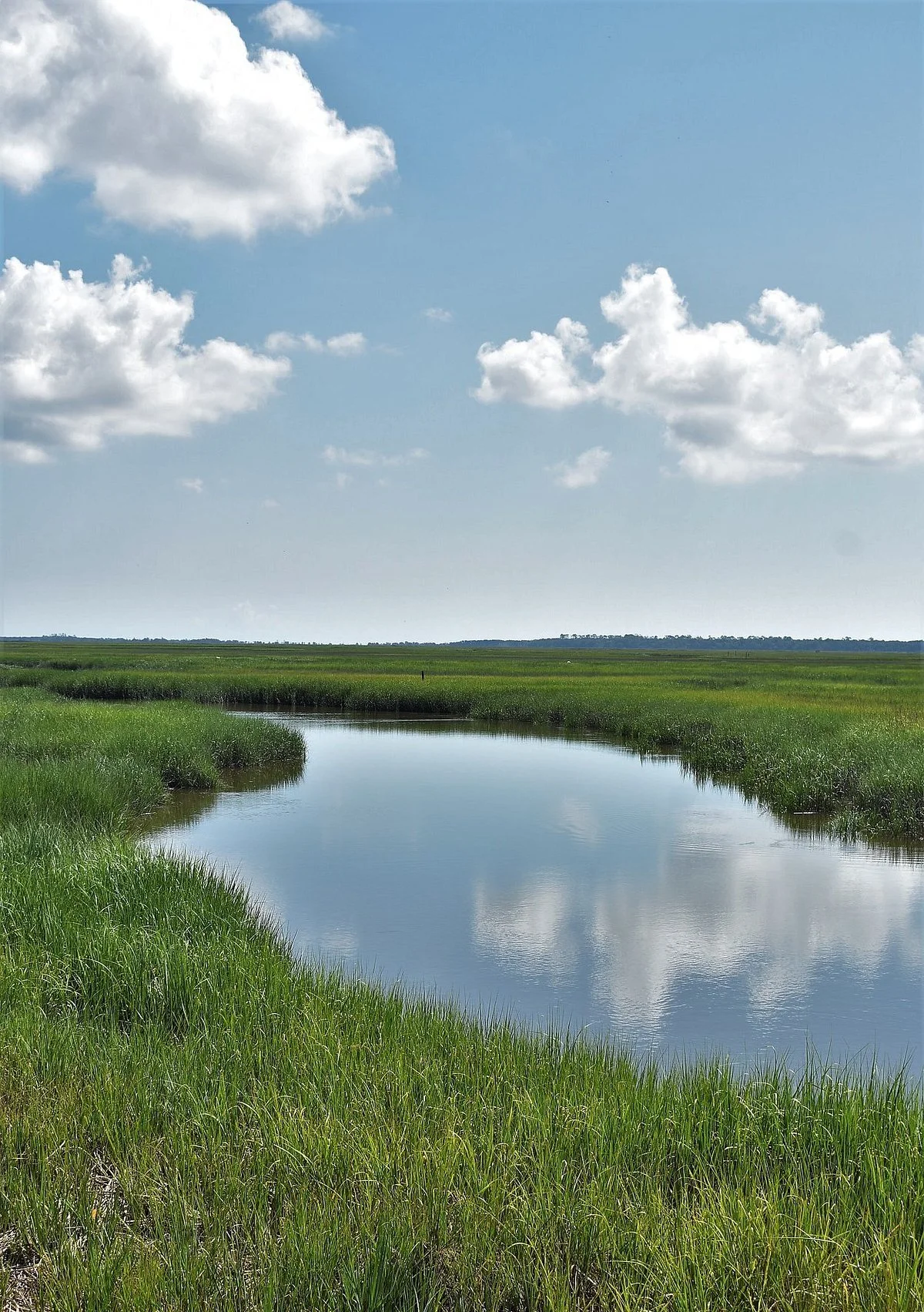 Cannon's Point Preserve