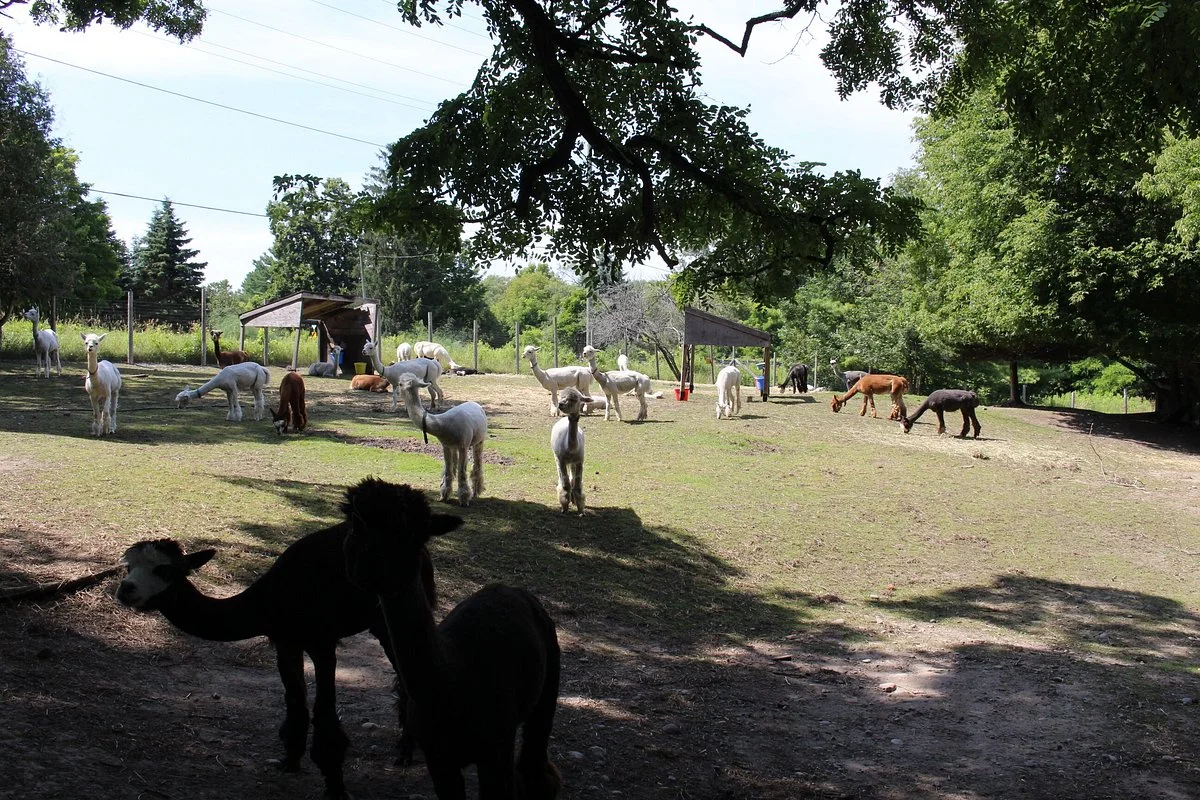 Old Mill Alpacas
