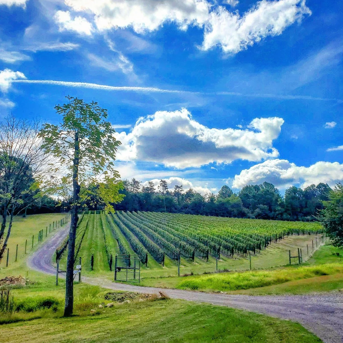 Casanel Vineyards & Winery
