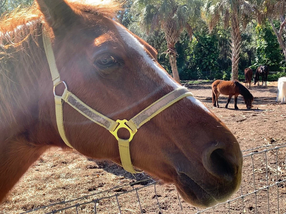 Horse Power for Kids & Animal Sanctuary