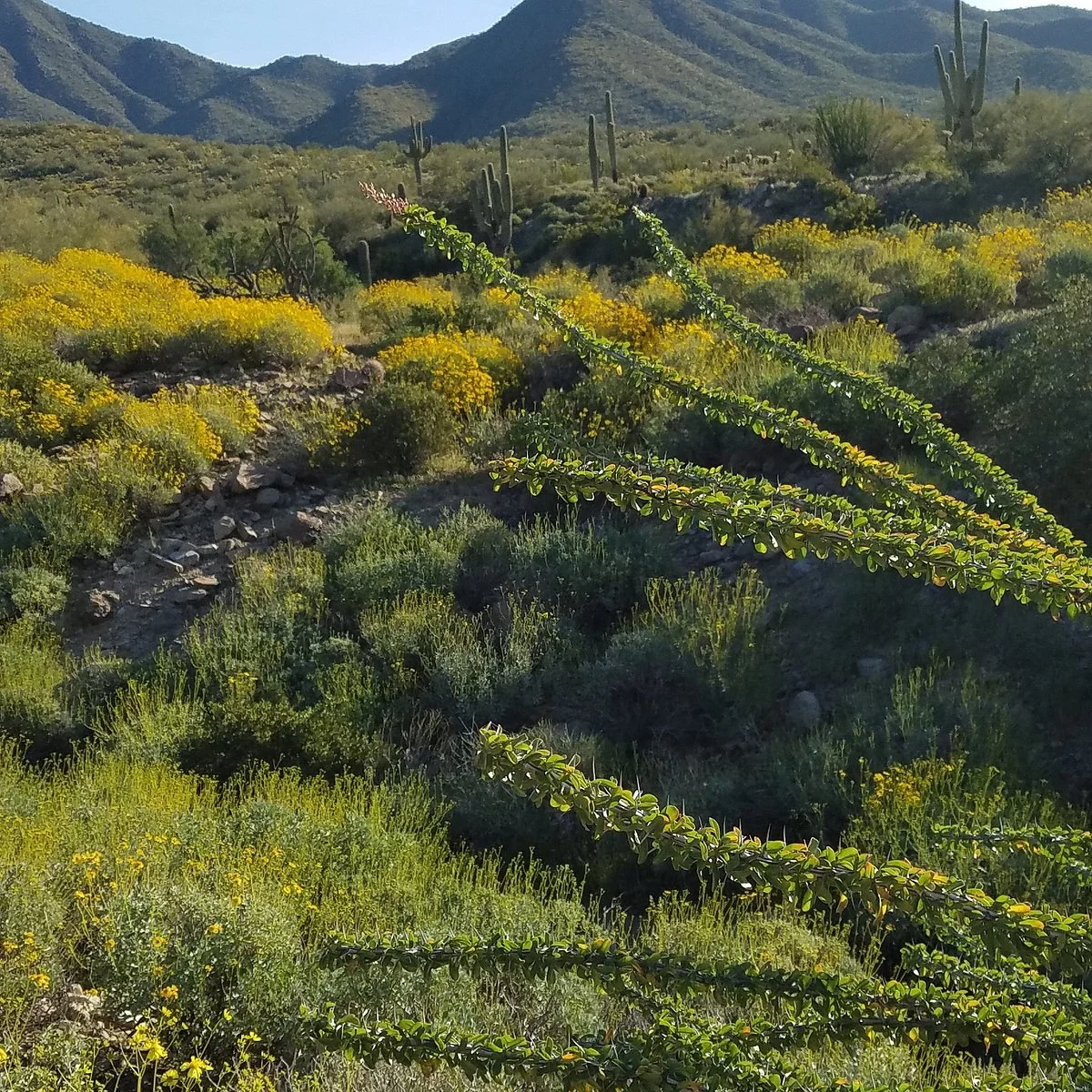 Lost Dog Wash Trail