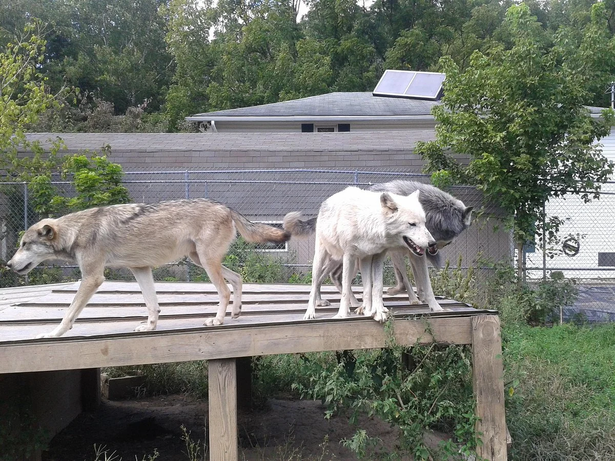 Wolf creek habitat and rescue