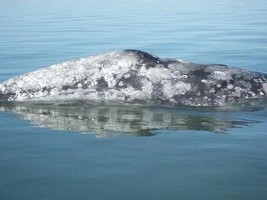 Magdalena Bay