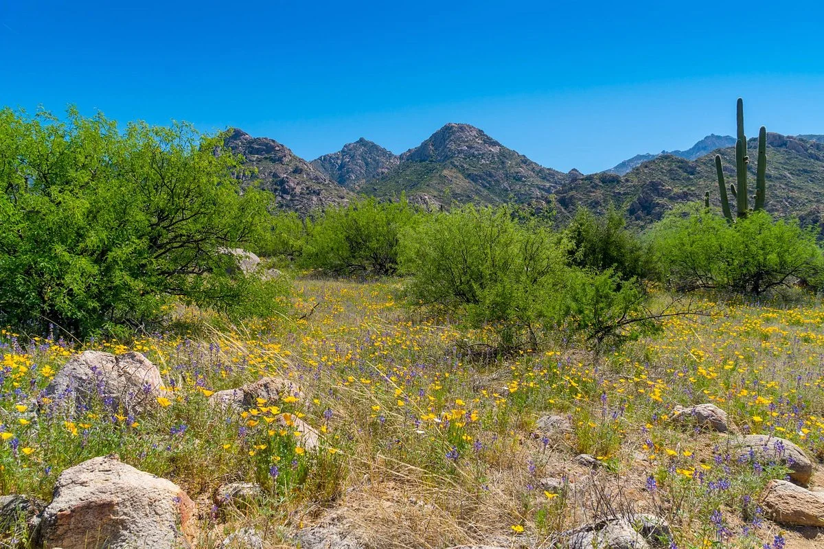 Catalina State Park