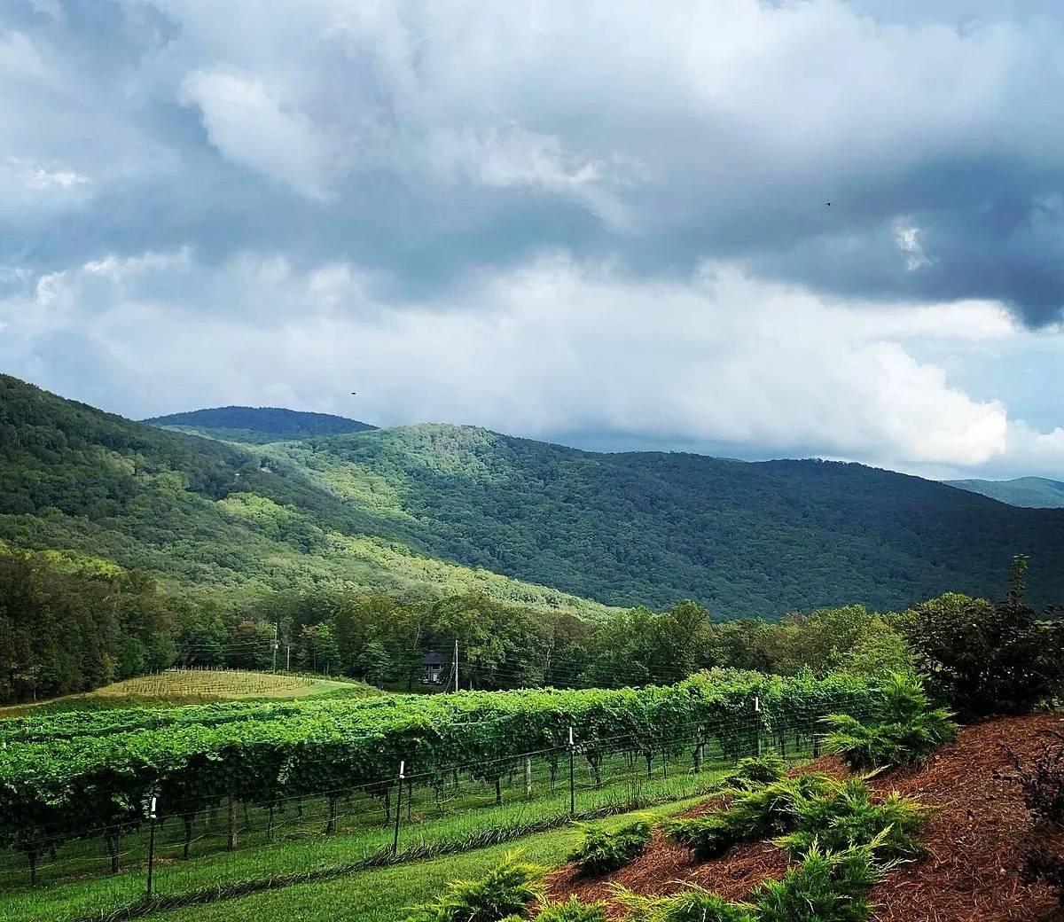 Fainting Goat Vineyards and Winery