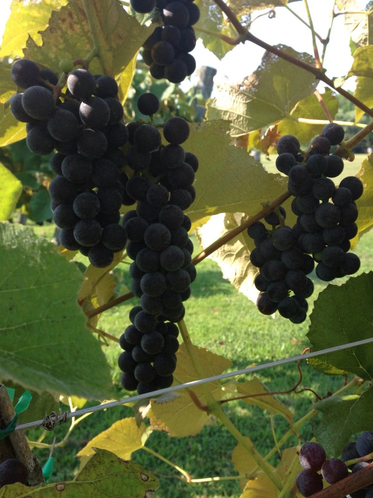 Cream Ridge Winery