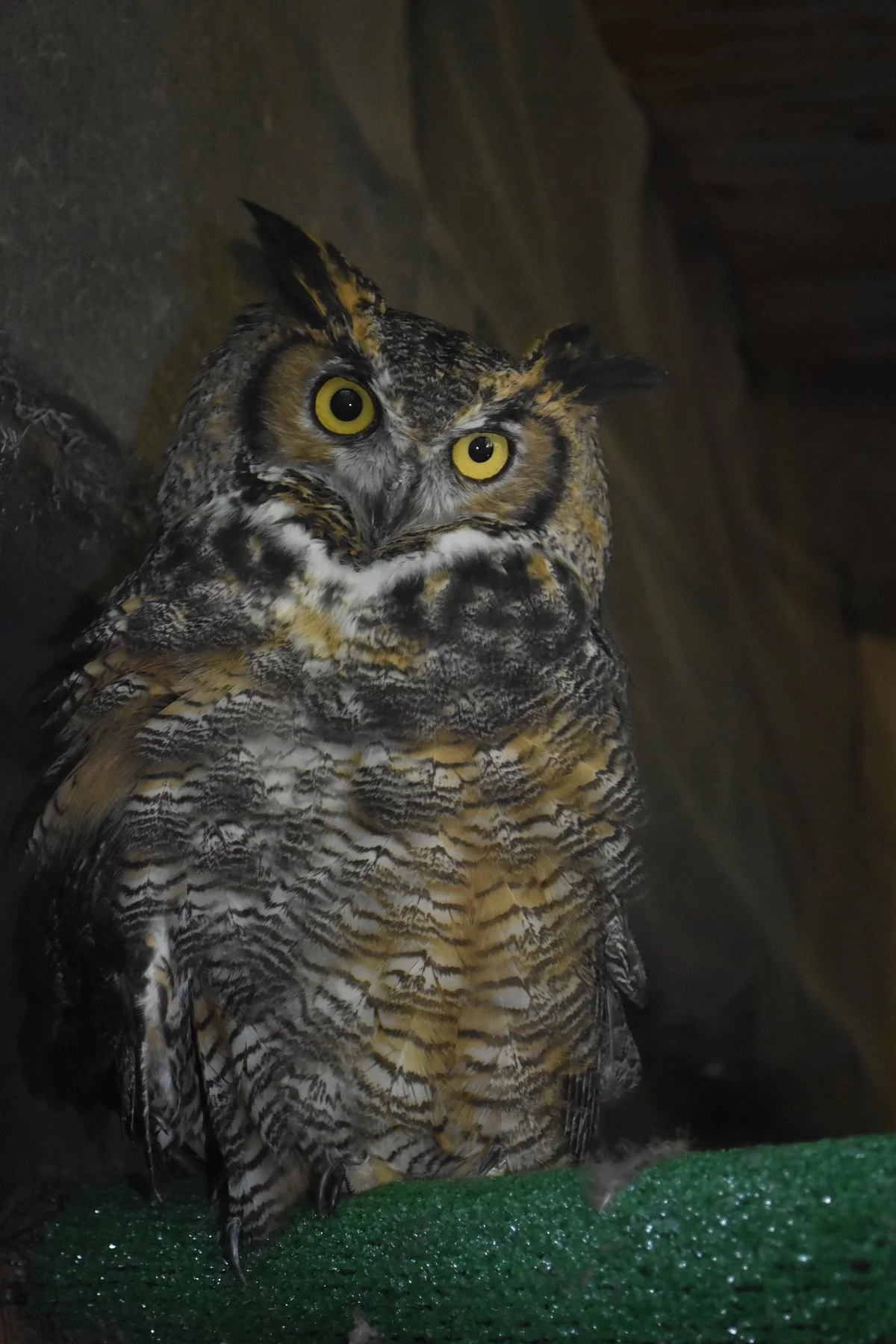 Stanwood Homestead Museum and Bird Sanctuary