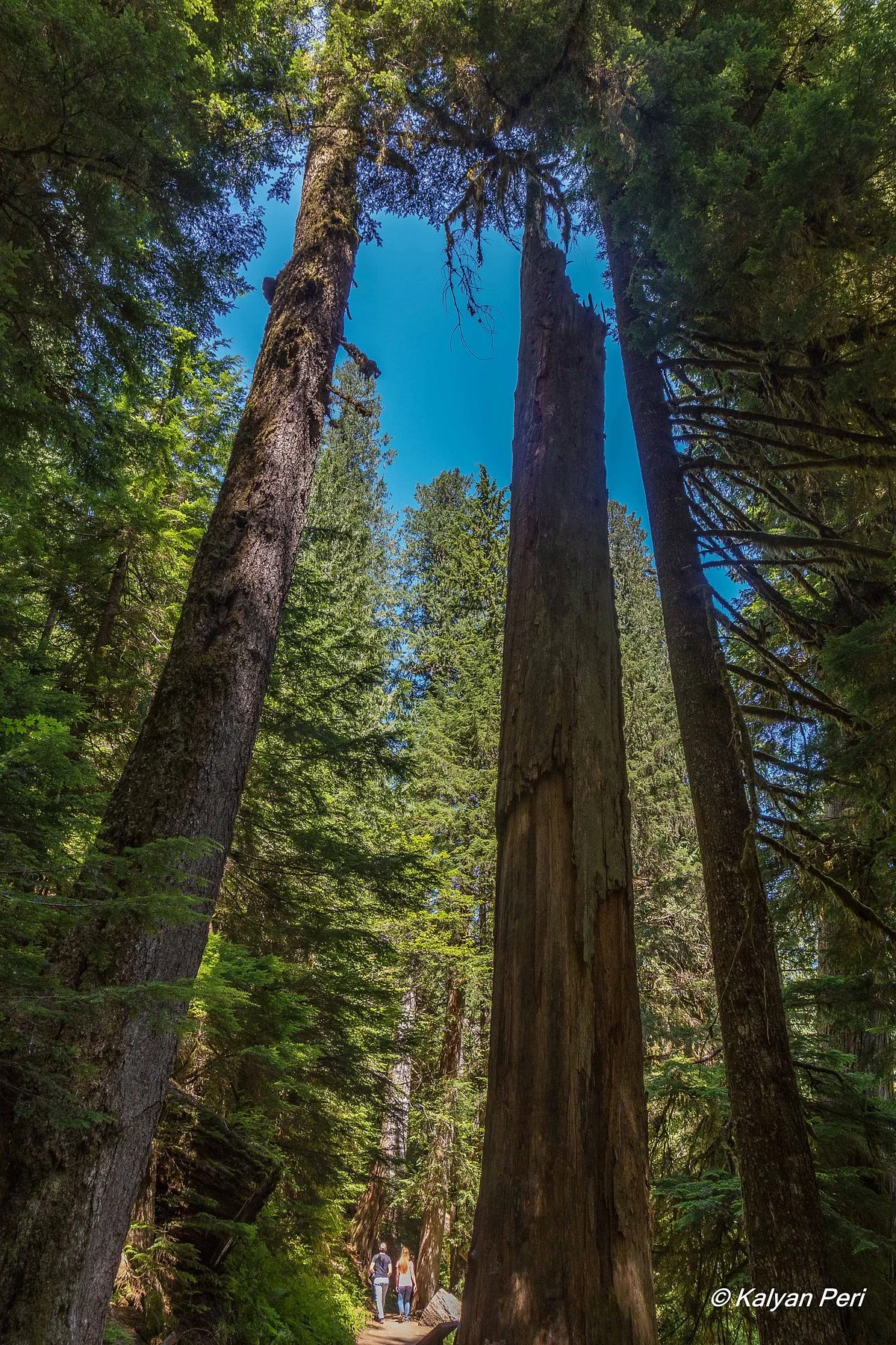 Grove of the Patriarchs