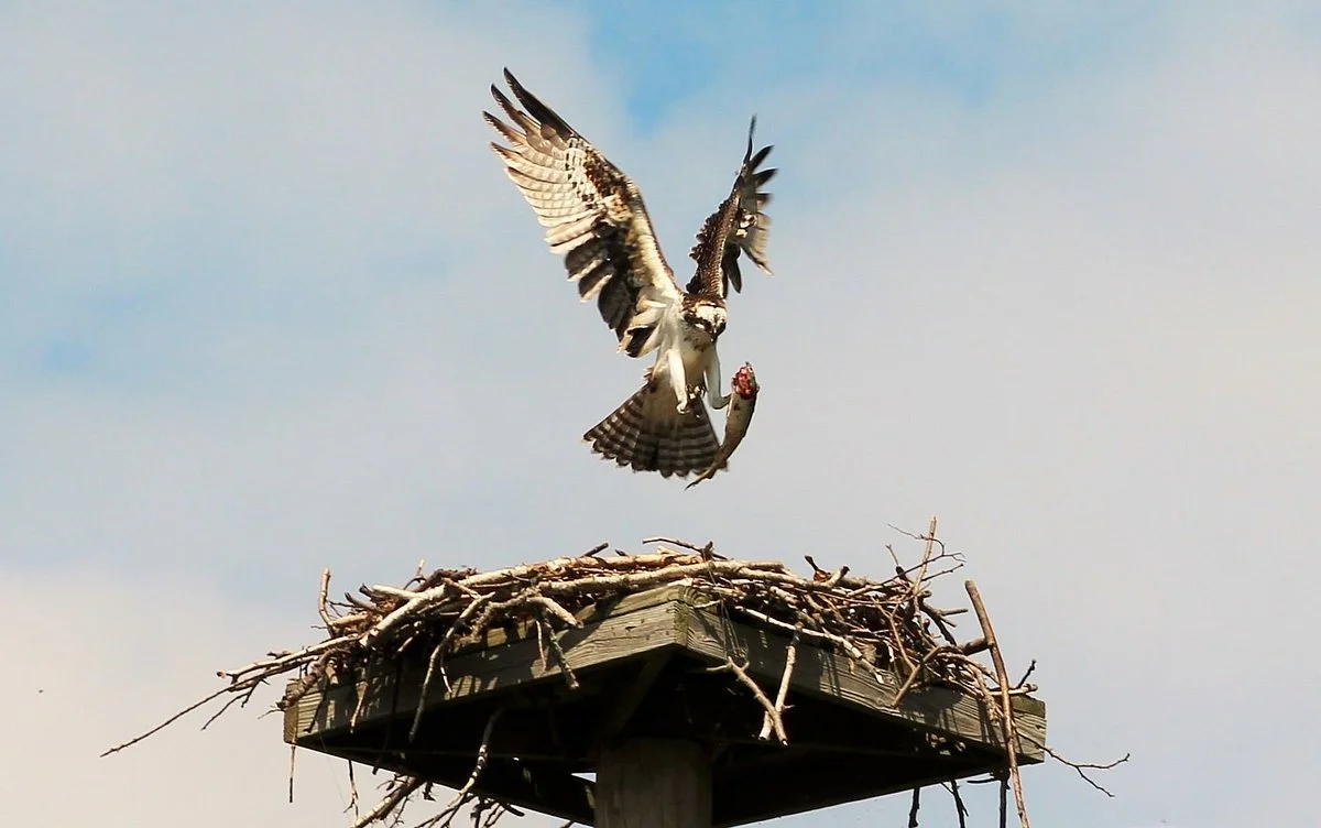 Edith G. Read Wildlife Sanctuary