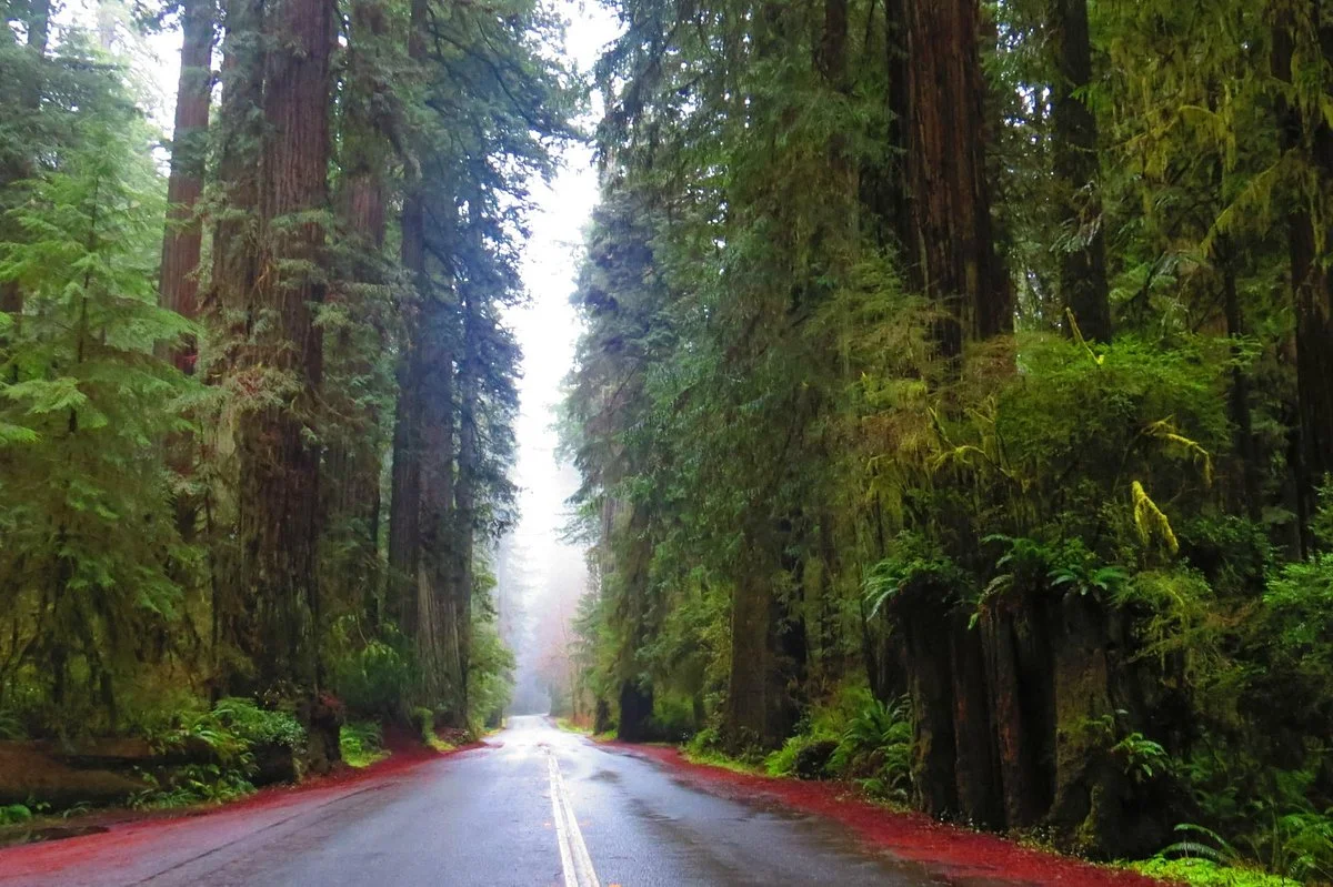 Prairie Creek Redwoods State Park