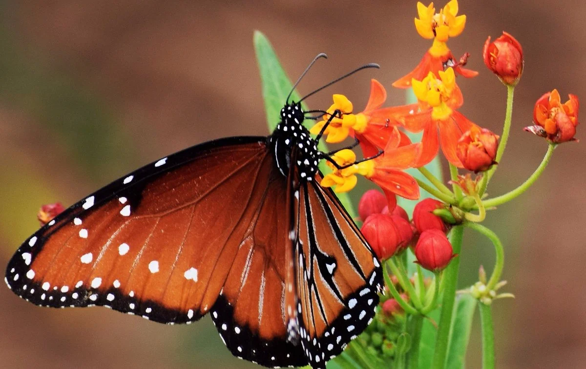 National Butterfly Center
