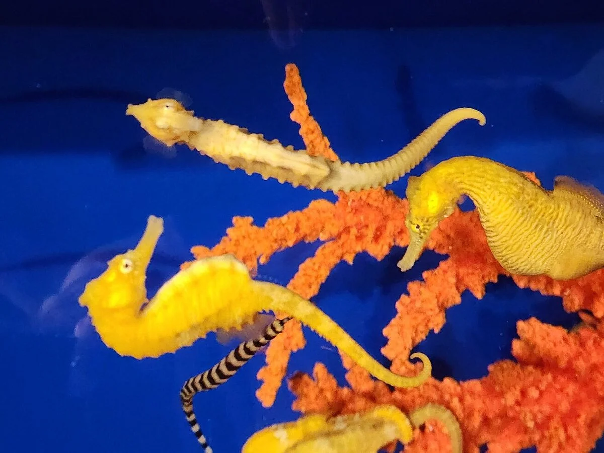 Ocean Rider Seahorse Farm